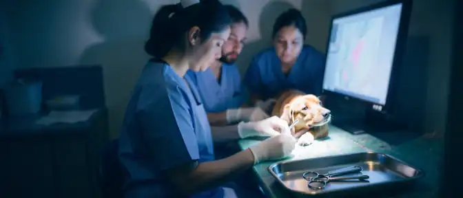 Ветеринары Сахалина провели уникальную дистанционную операцию животному с помощью видеосвязи